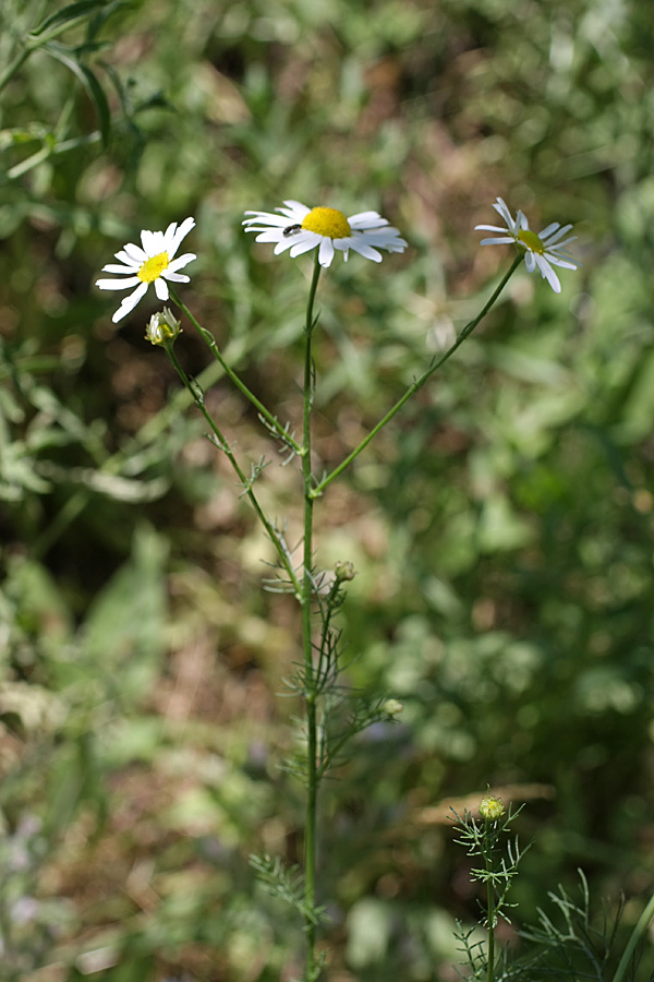 Изображение особи Tripleurospermum inodorum.