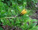 Taraxacum croceum