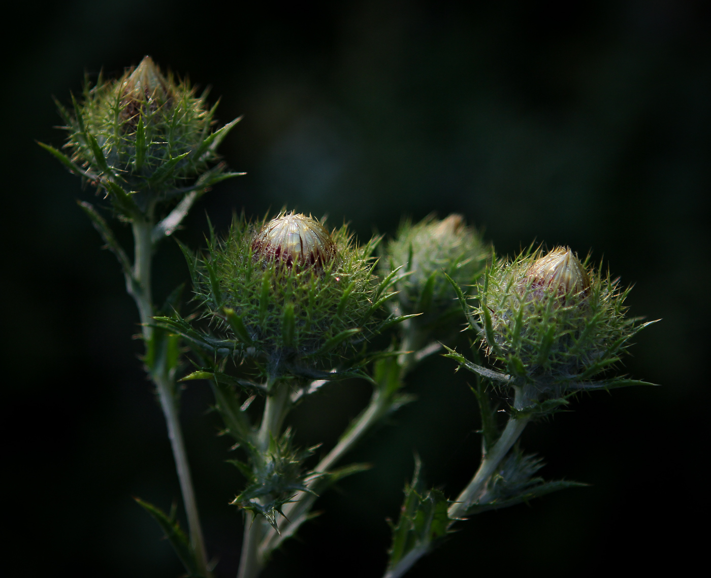 Изображение особи Carlina vulgaris.