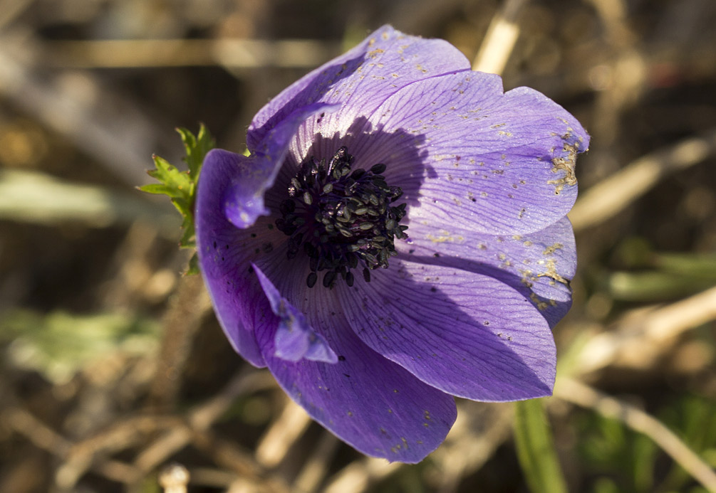 Изображение особи Anemone coronaria.