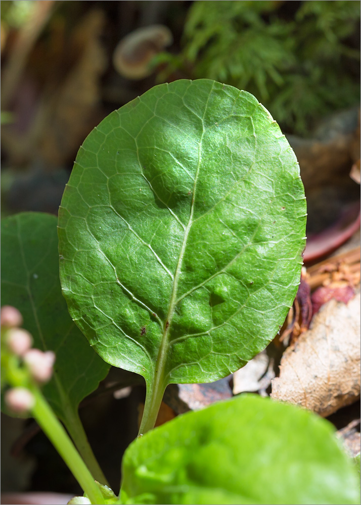 Image of Pyrola minor specimen.