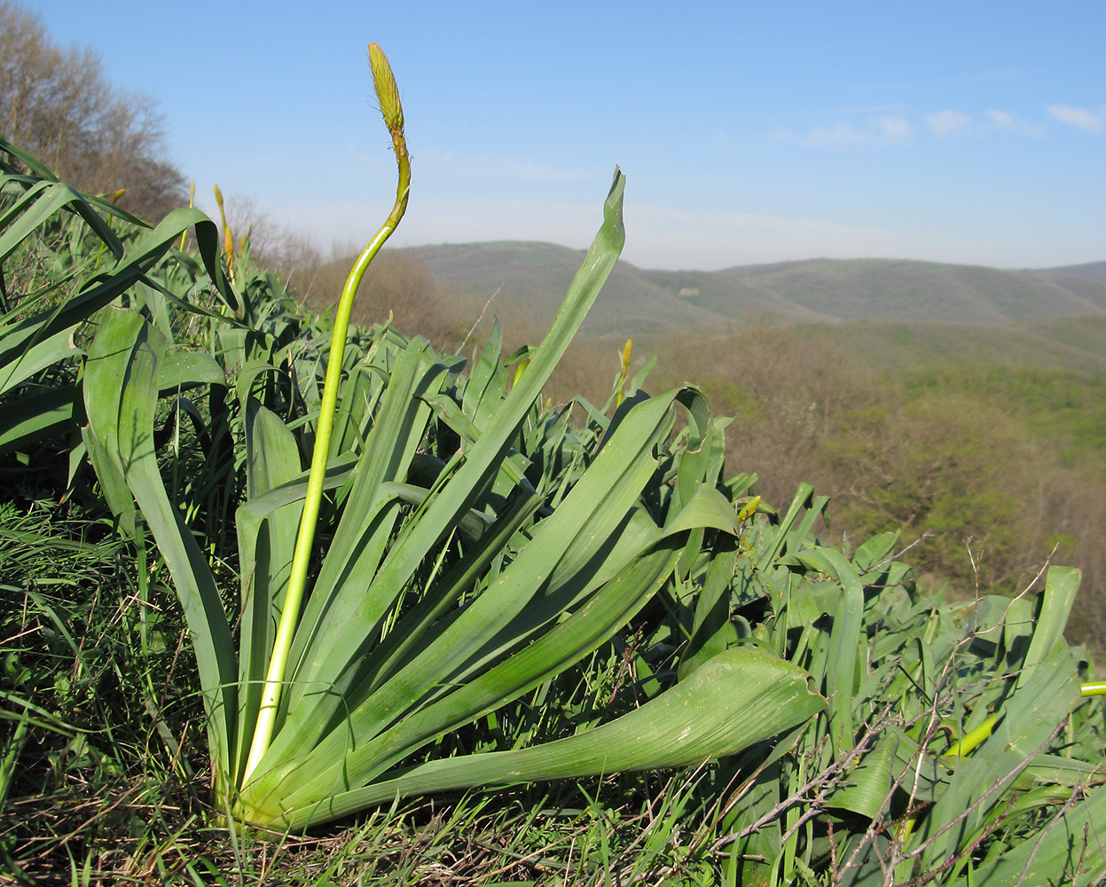 Image of Eremurus spectabilis specimen.