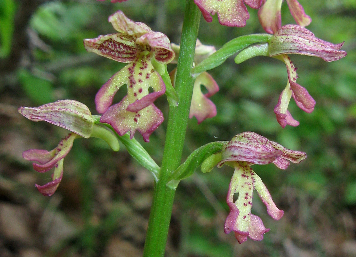 Изображение особи Orchis &times; wulffiana.