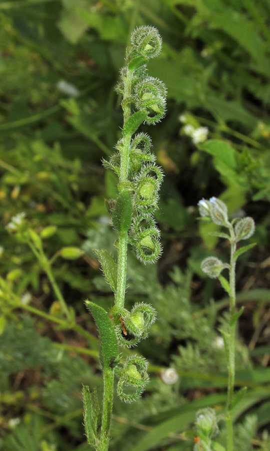 Image of Rochelia retorta specimen.