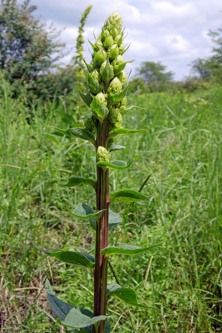 Image of Verbascum pyramidatum specimen.