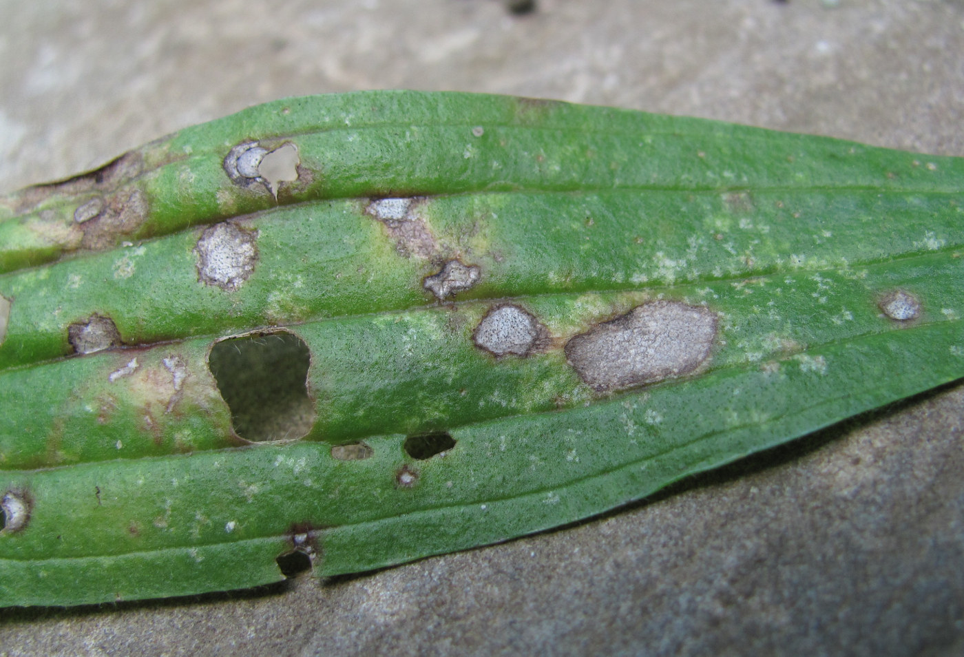 Изображение особи Plantago lanceolata.