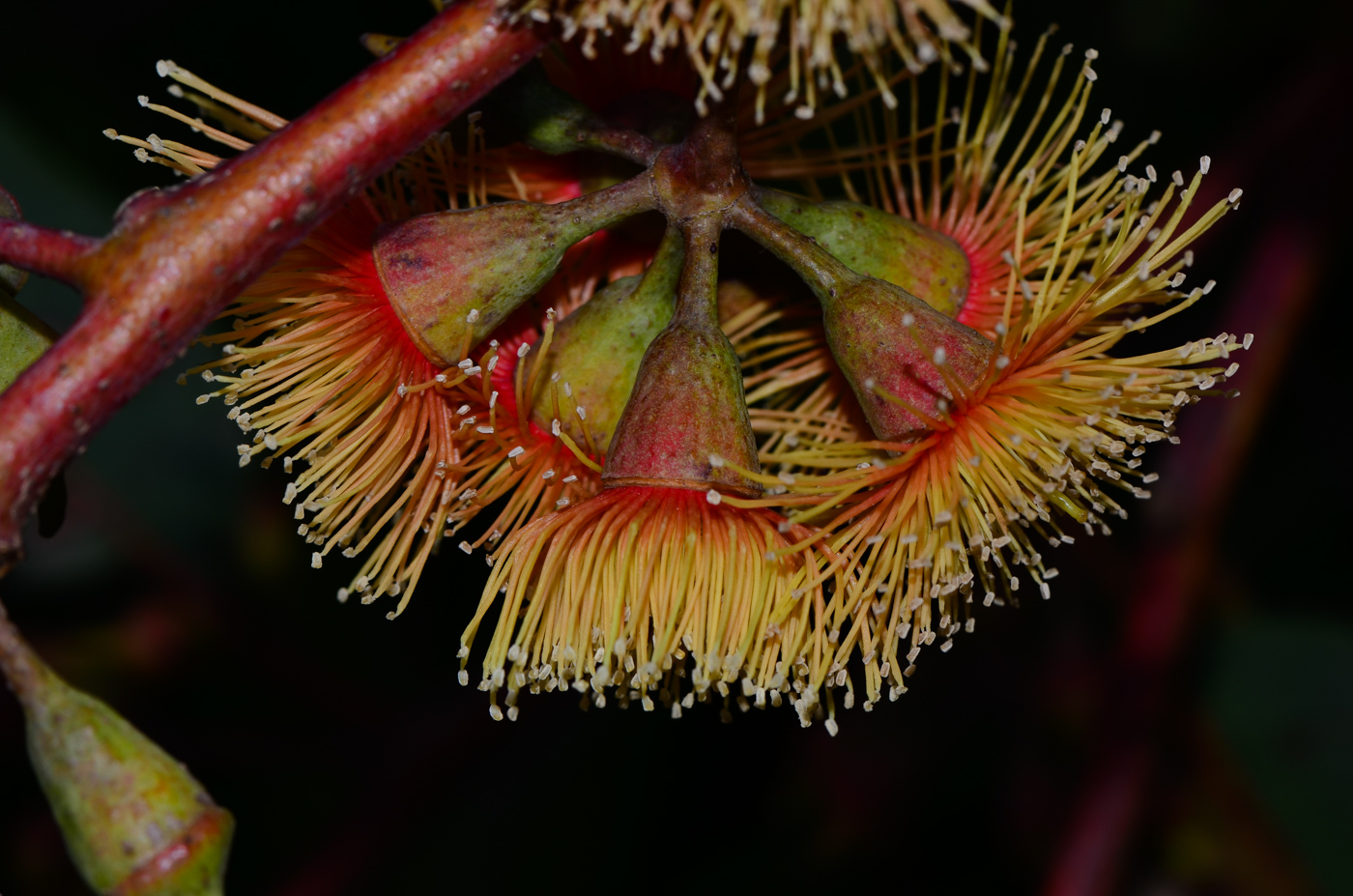 Image of genus Eucalyptus specimen.