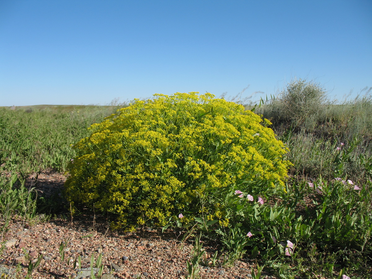 Image of Haplophyllum perforatum specimen.