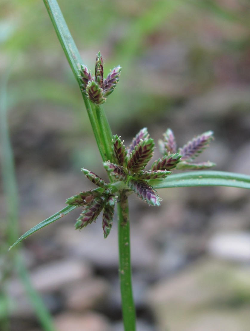 Image of Cyperus fuscus specimen.