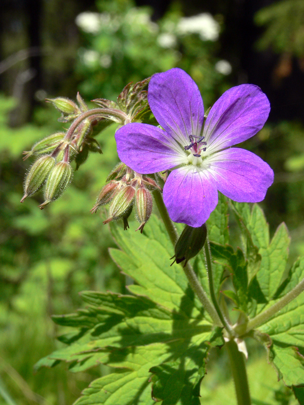 Image of Geranium sylvaticum specimen.