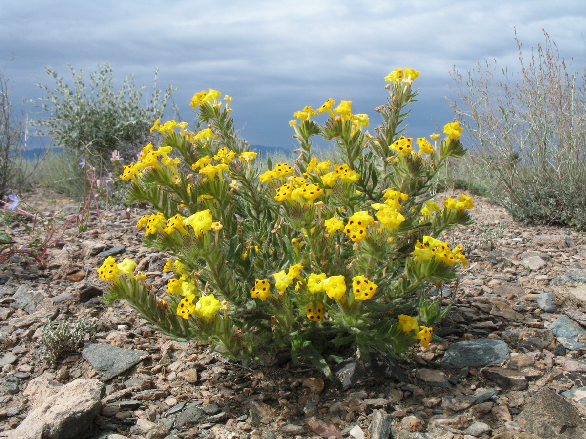 Image of Arnebia guttata specimen.