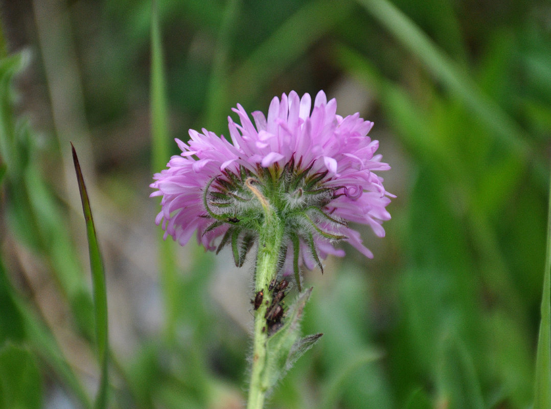 Image of Erigeron venustus specimen.