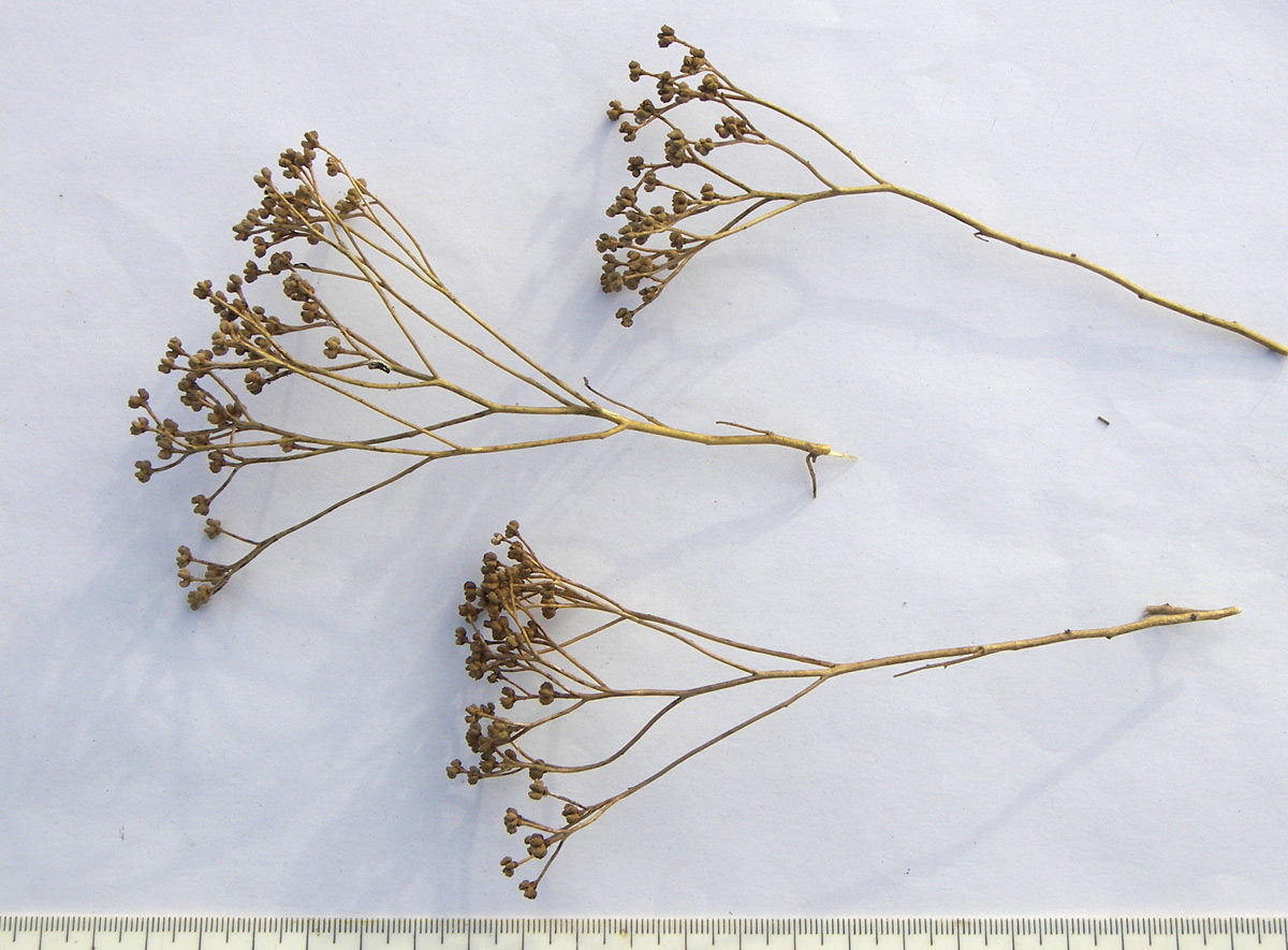 Image of Haplophyllum villosum specimen.