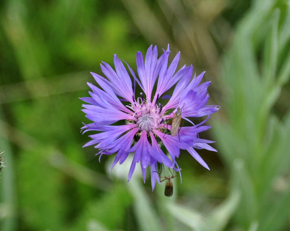 Изображение особи Centaurea fuscomarginata.