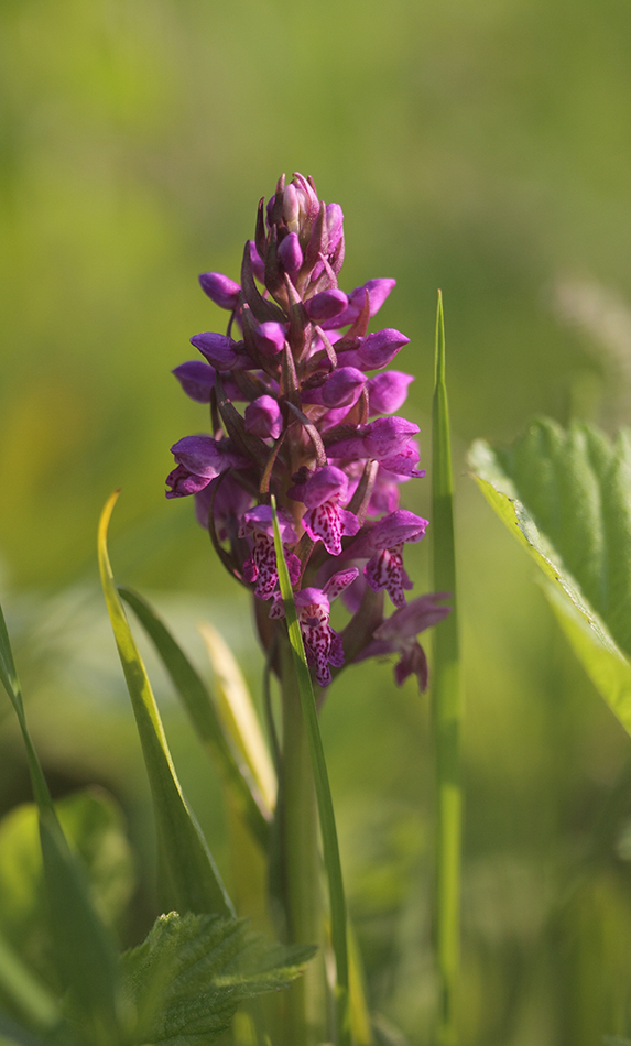 Image of Dactylorhiza sibirica specimen.