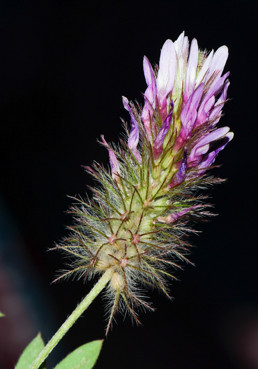 Изображение особи Trifolium prophetarum.