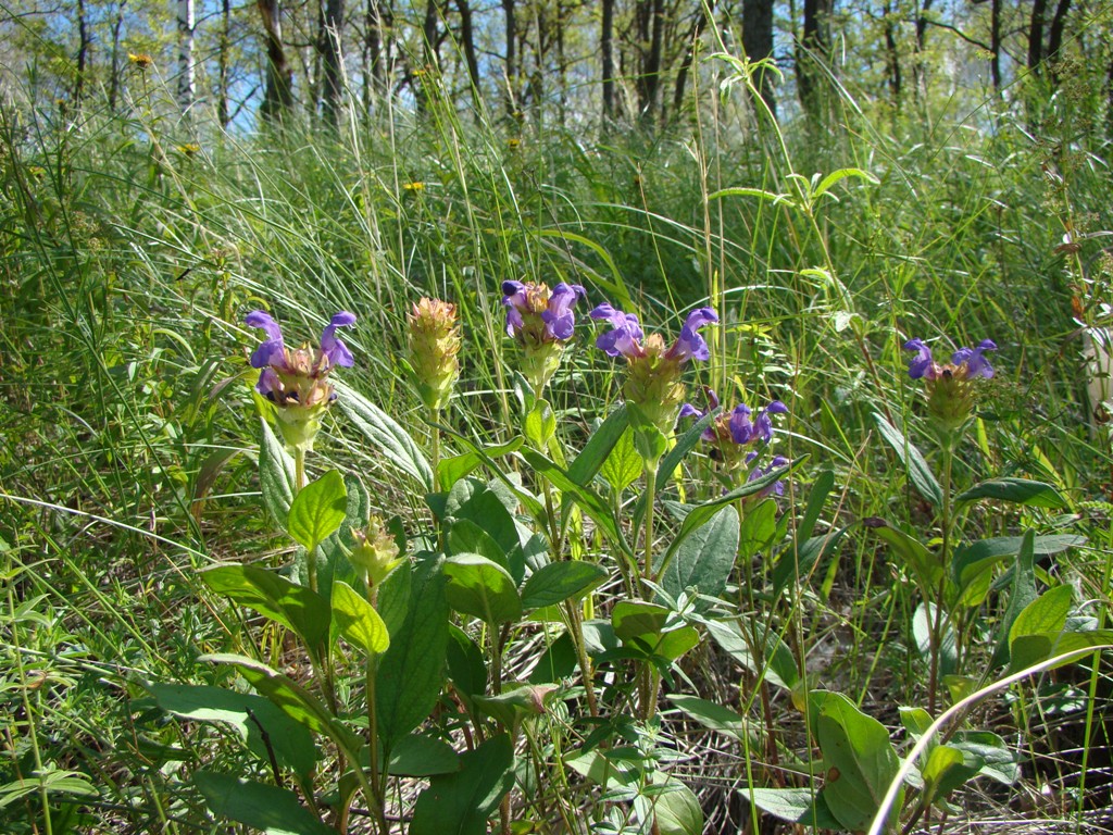 Image of Prunella grandiflora specimen.