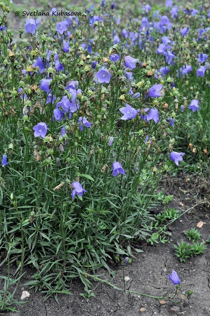 Изображение особи Campanula rotundifolia.