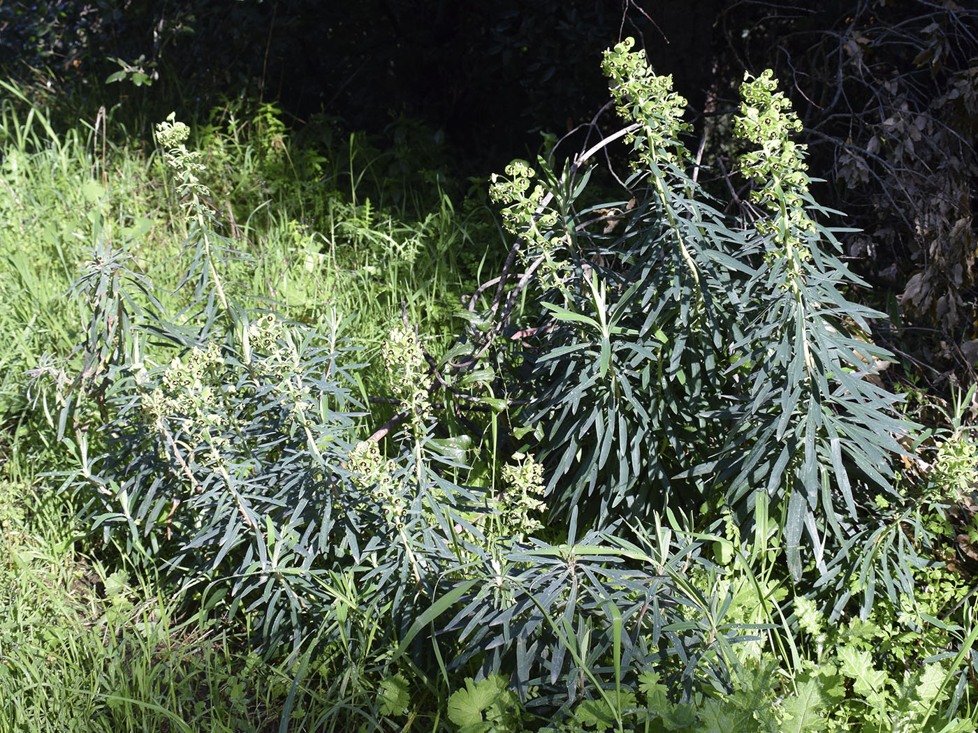 Image of Euphorbia characias specimen.