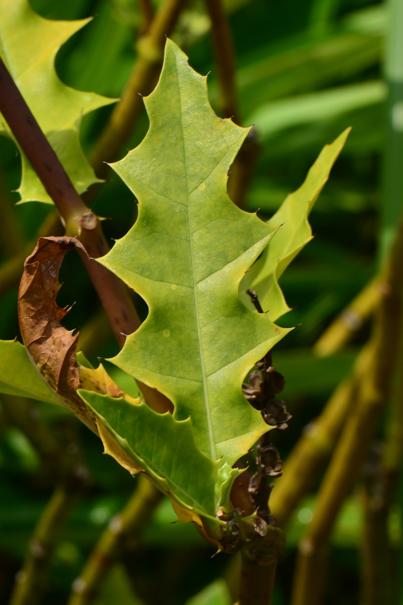 Изображение особи Acanthus ilicifolius.