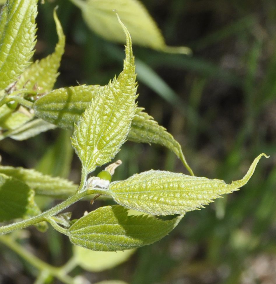 Image of Celtis australis specimen.