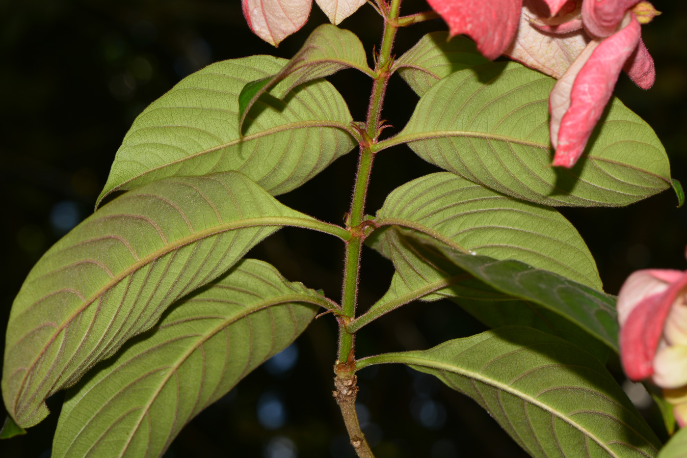 Image of Mussaenda philippica specimen.