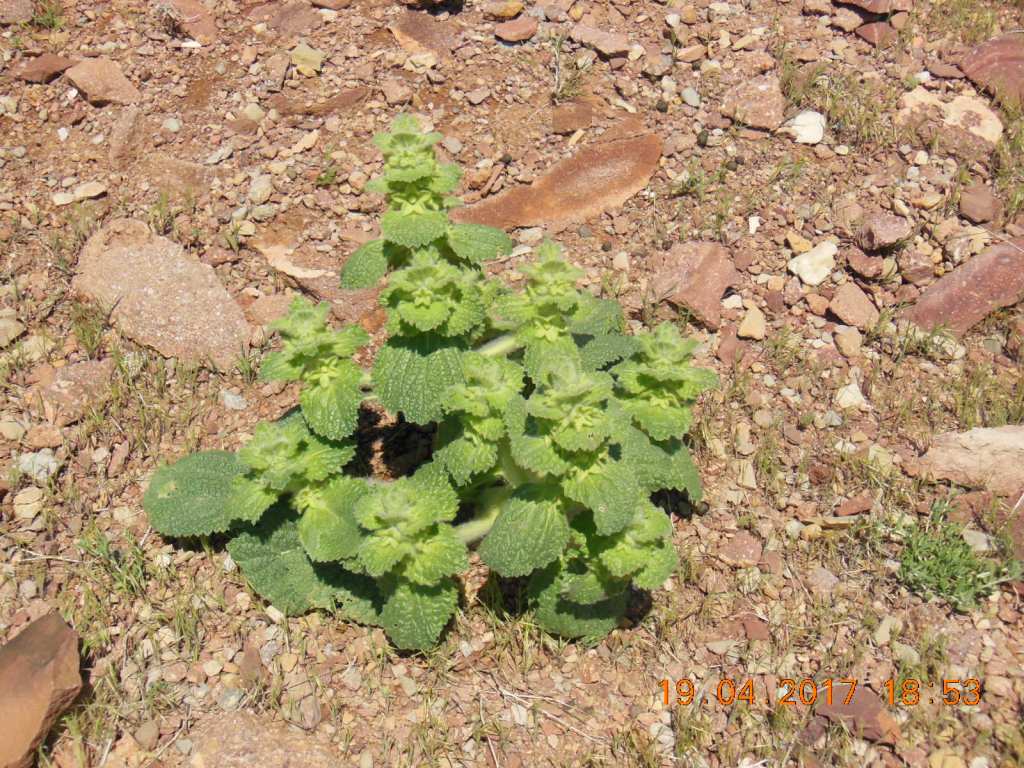 Изображение особи Eremostachys macrophylla.