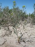 Arabidopsis parvula