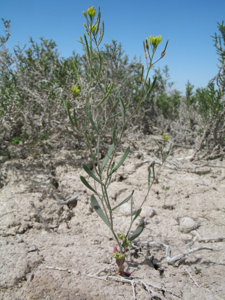 Image of Arabidopsis parvula specimen.