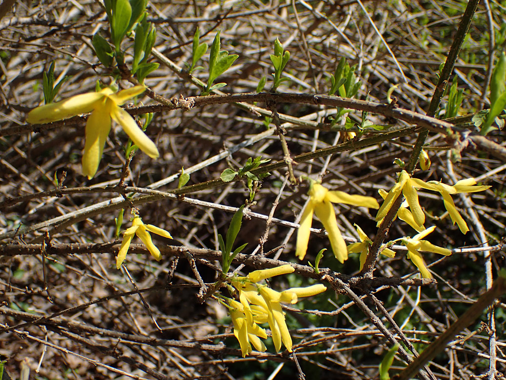 Image of genus Forsythia specimen.