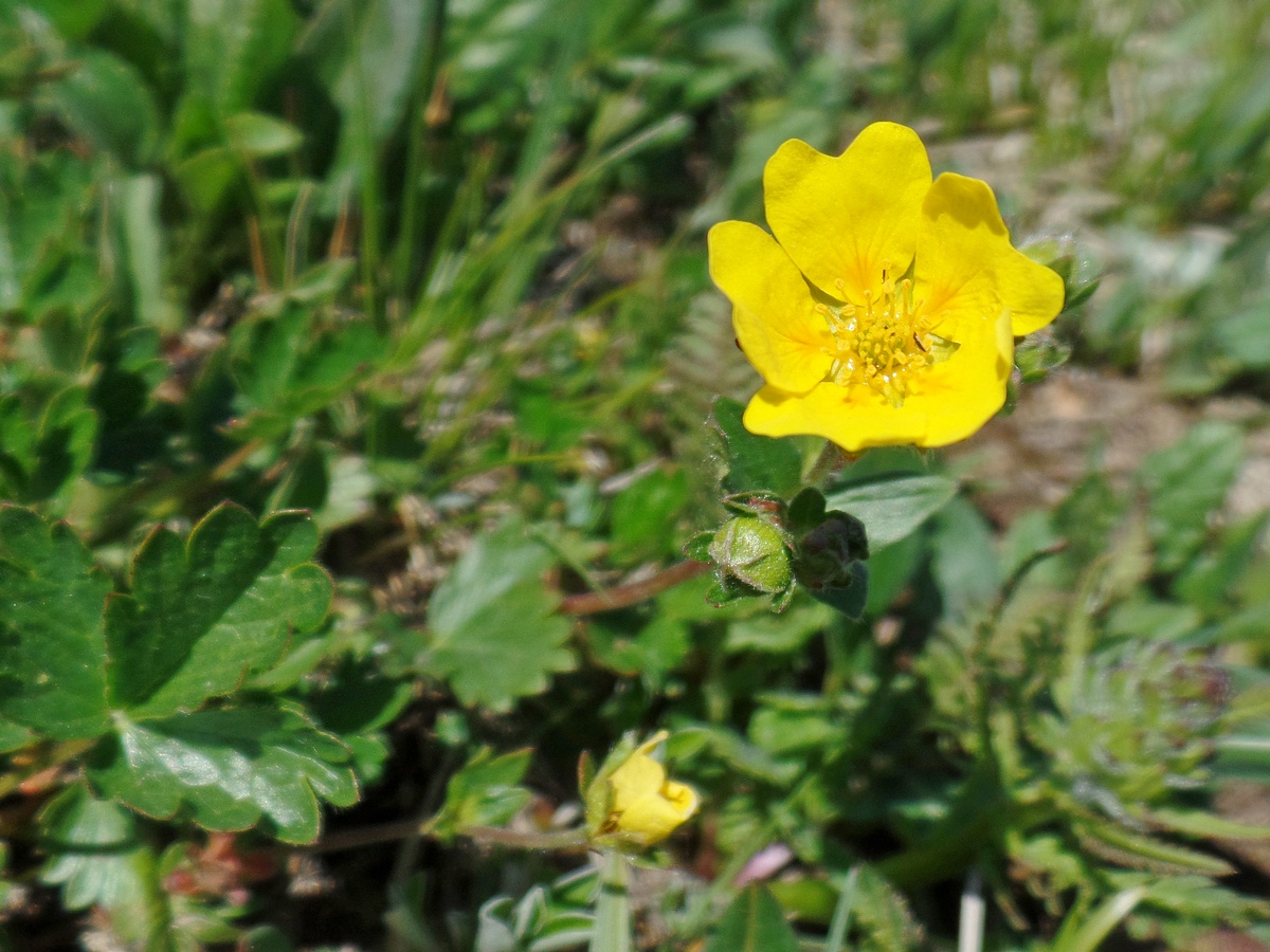 Image of Potentilla gelida ssp. boreo-asiatica specimen.