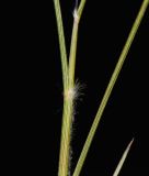 Stipagrostis plumosa