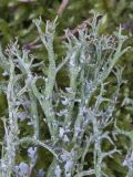 Cladonia furcata