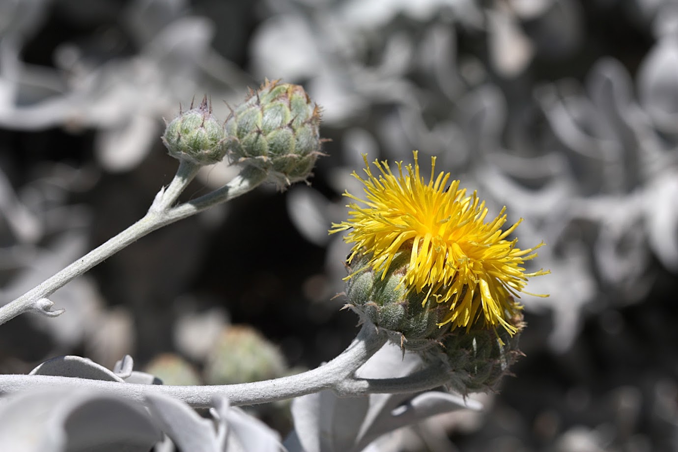 Image of Centaurea cineraria specimen.