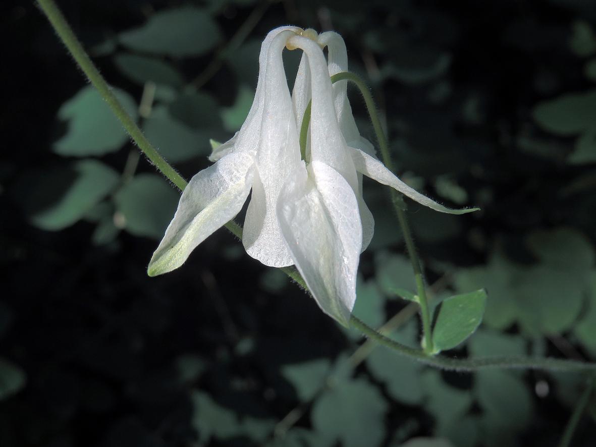 Изображение особи Aquilegia vulgaris.