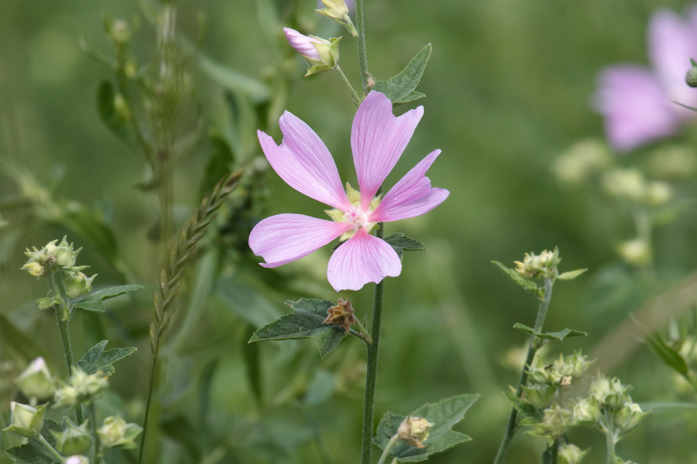 Image of Malva thuringiaca specimen.