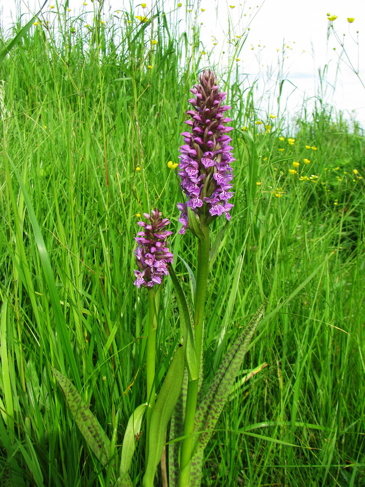 Image of Dactylorhiza baltica specimen.