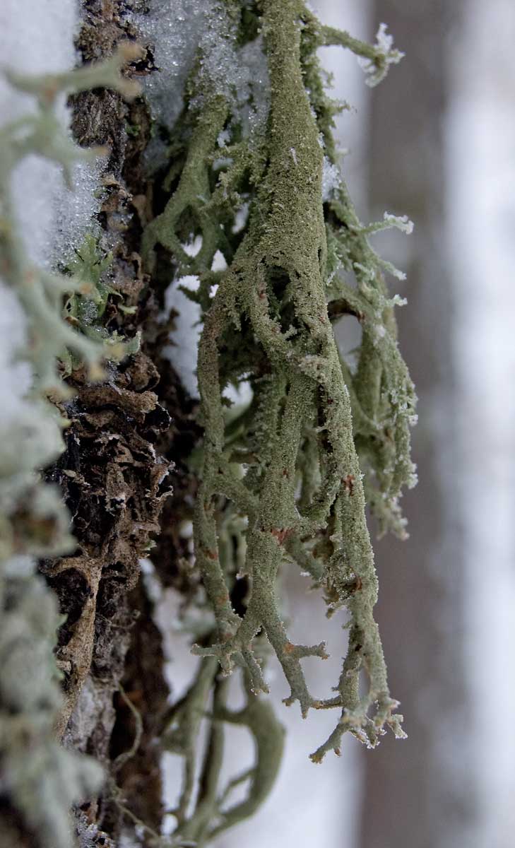 Изображение особи Pseudevernia furfuracea.