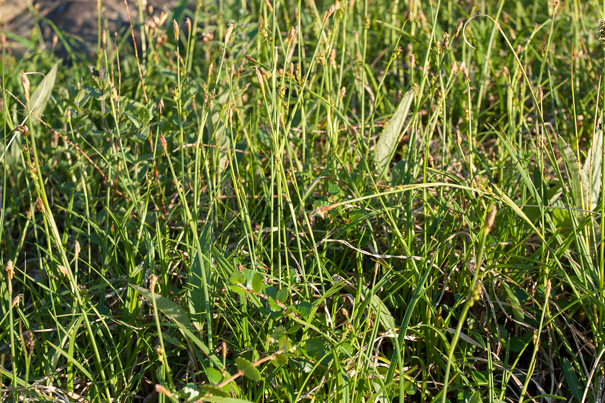 Image of Carex vaginata ssp. quasivaginata specimen.