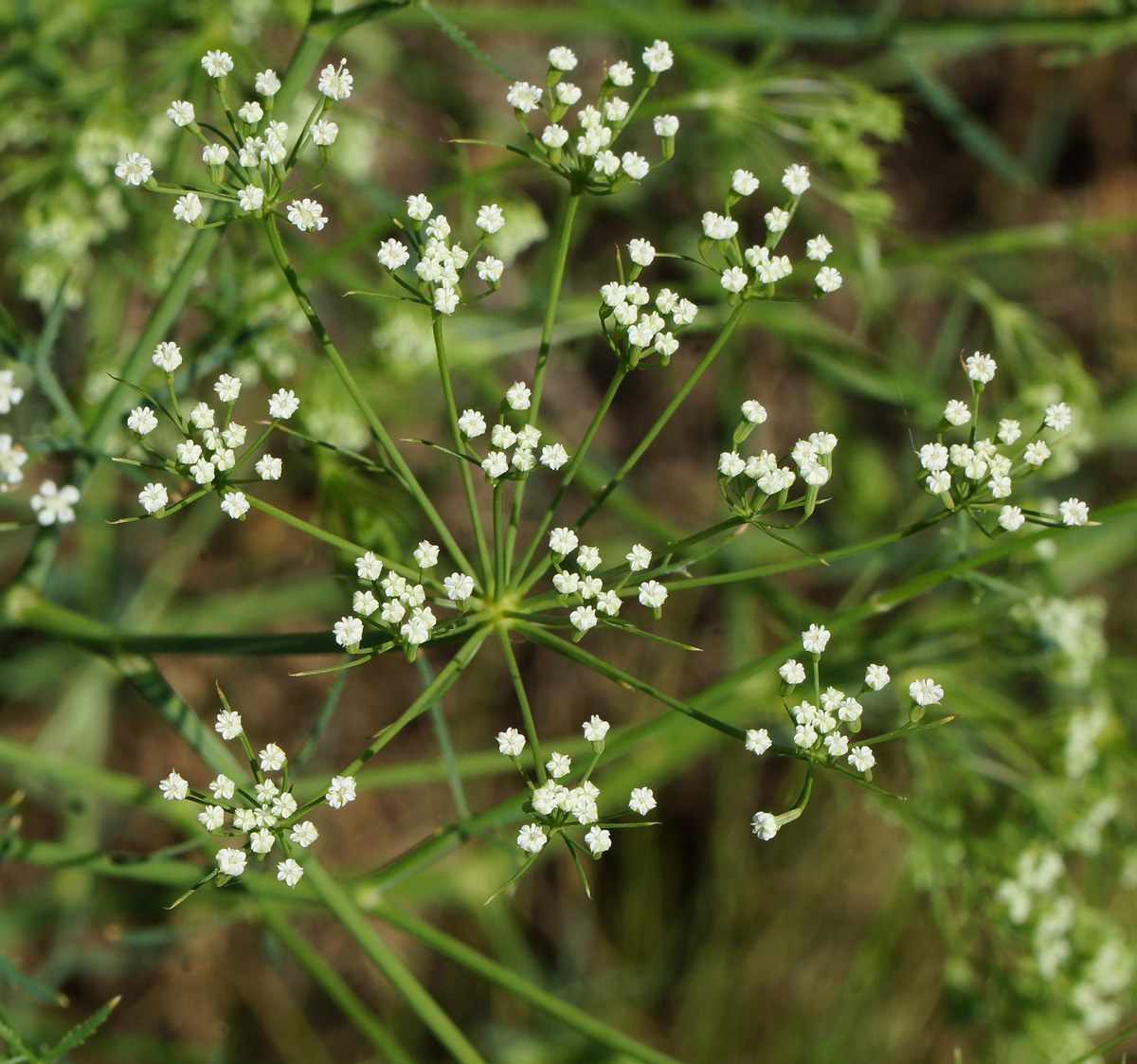 Изображение особи Falcaria vulgaris.