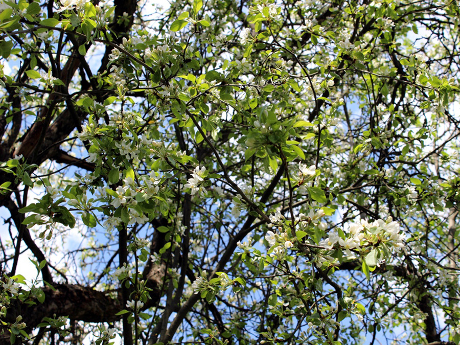 Image of Malus prunifolia specimen.