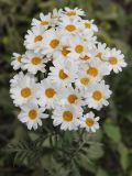 Pyrethrum corymbosum