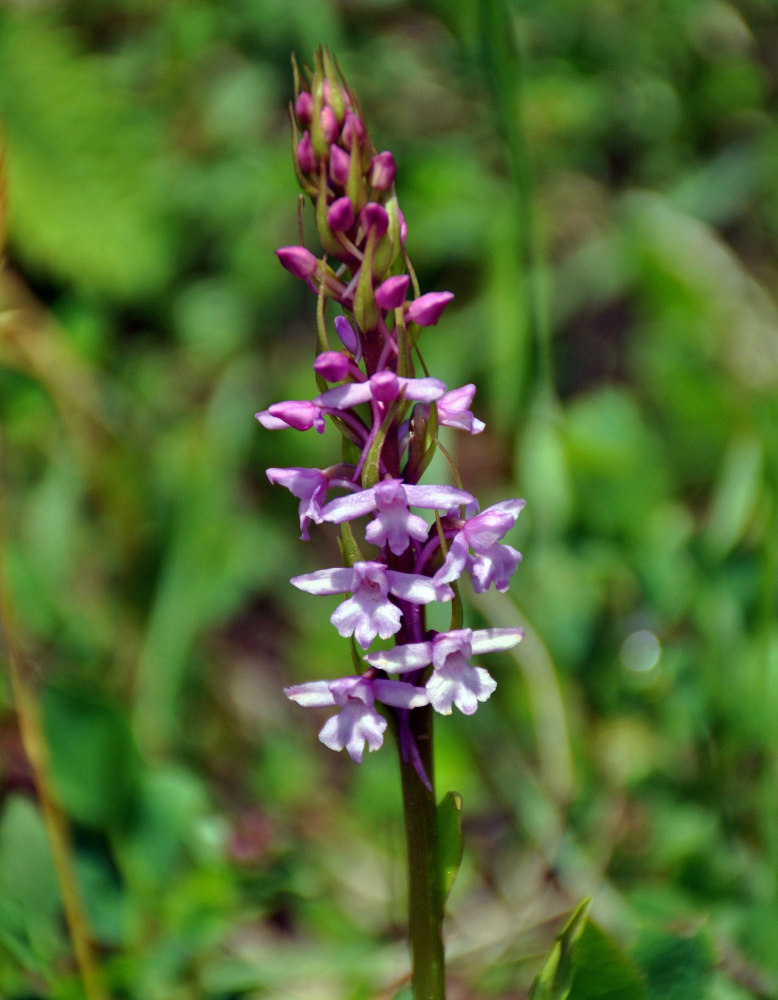 Изображение особи Gymnadenia conopsea.