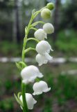 Convallaria majalis. Соцветие (вид сбоку). Украина, Киев, заказник \"Лесники\", боровая терраса Днепра. 9 мая 2010 г.