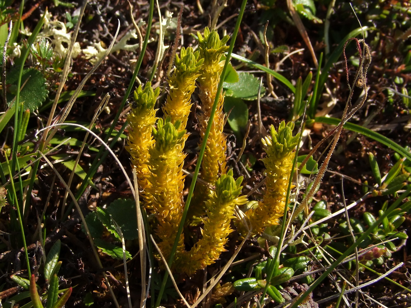 Image of Huperzia appressa specimen.