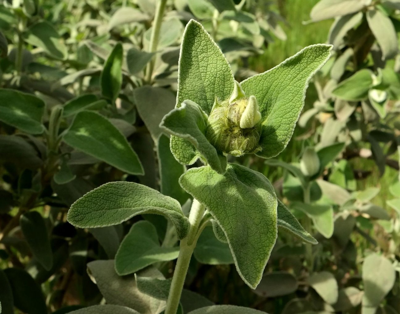 Image of Phlomis fruticosa specimen.