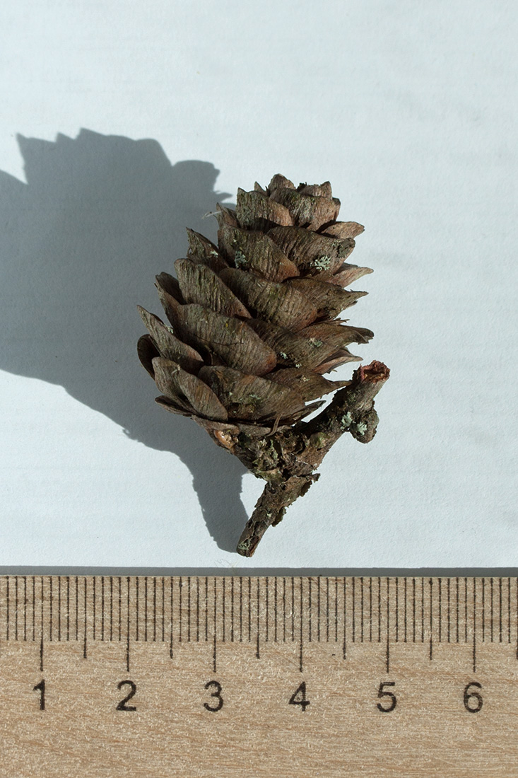 Image of Larix sukaczewii specimen.