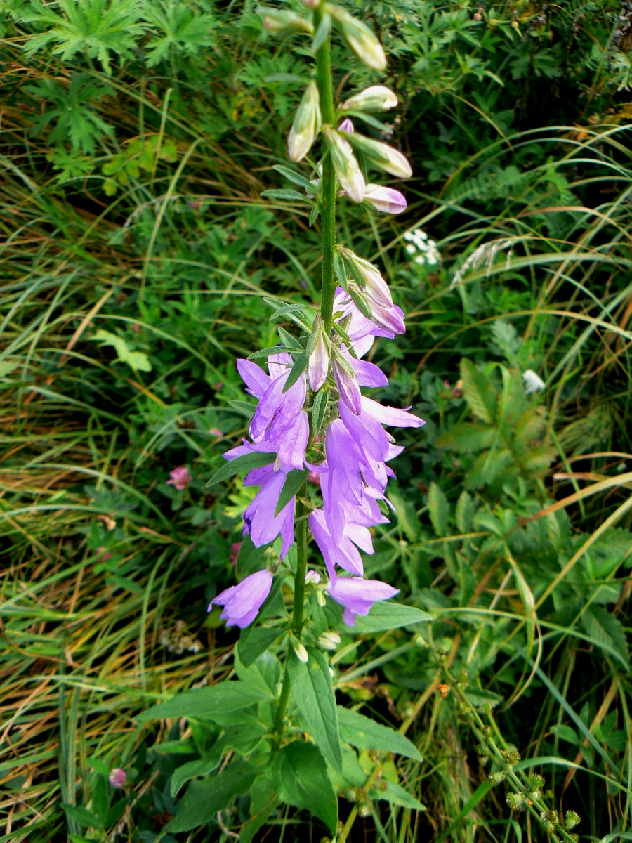 Image of Campanula bononiensis specimen.