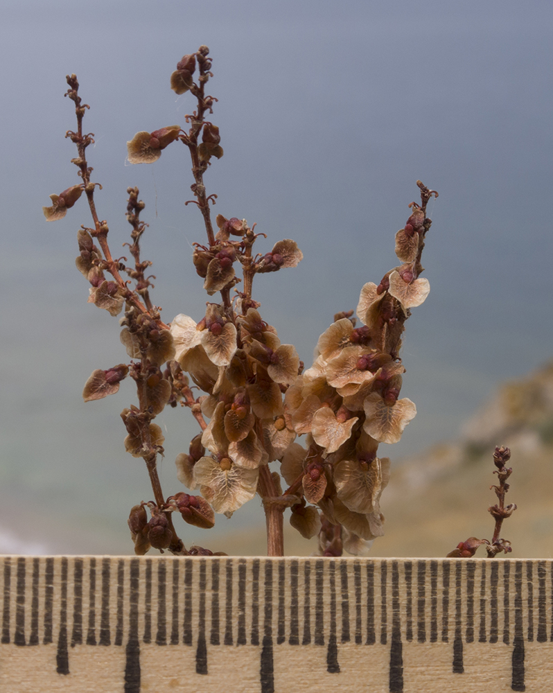 Image of Rumex tuberosus ssp. horizontalis specimen.