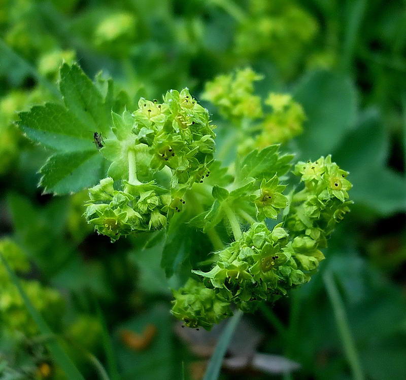 Изображение особи род Alchemilla.